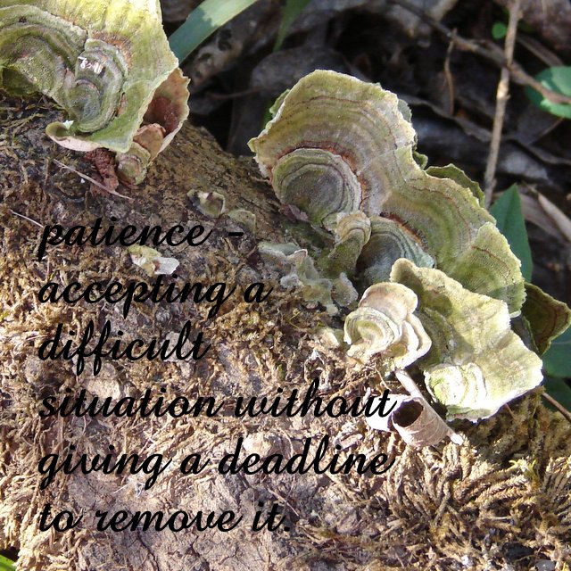 Words for Inspiration – Patience
